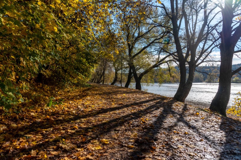 autumn leaves on the ground in front of a lake just visible through a few trees. 