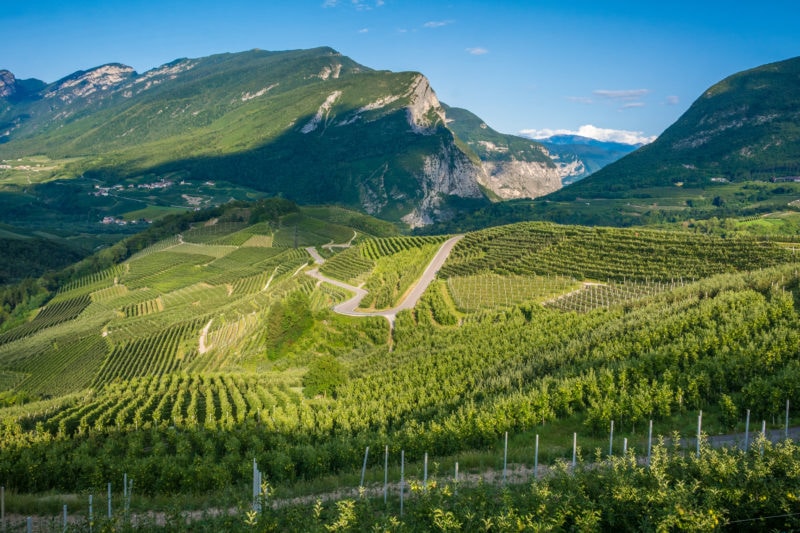 View down the idyllic vineyards and fruit orchards of Trentino Alto Adige, Italy. Val di Non, a vast fruit orchard in the heart of north - western Trentino, Italy