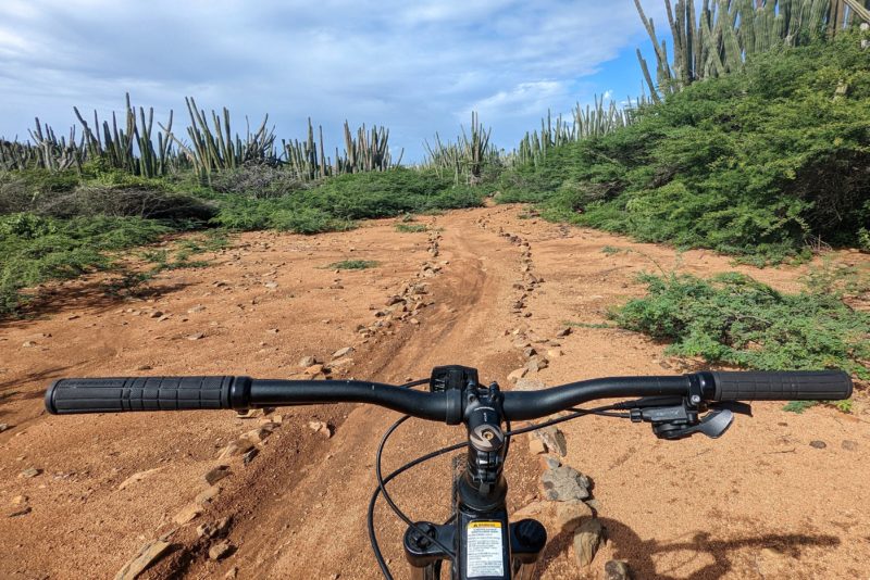 black handlebars of a bike on a dirt track lined by small brown rocks with a thick forest of tall green cactus plants ahead on a sunny day with blue sky overhead - fun things to do in Aruba