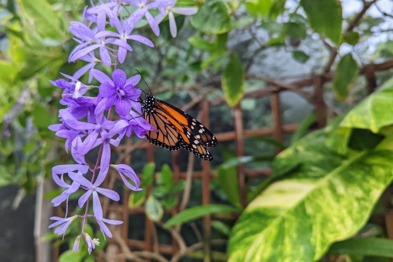 pale lilac coloured flowers hanging down from a green leafy bush with an orange butterfly feeding from the flower