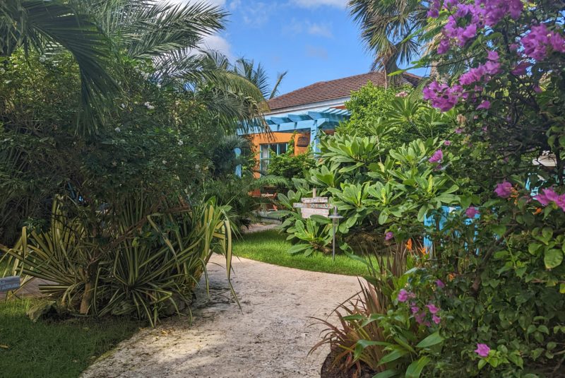 small blue and orange house almost out of sight behind thick green foliage and a bush full of purple flowers with a stone path inthe foreground at boardwalk boutique hotel in aruba