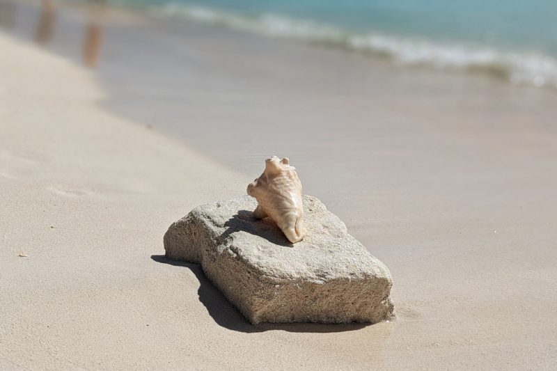 white seashell on a rock on white sand with the sea just out of focus behind