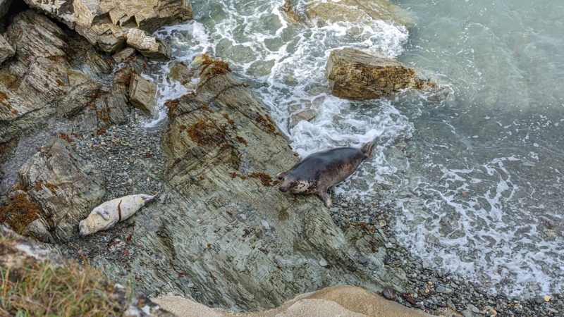 aerial view of a small section of rocky pebble beach with two seals lying on the rocks next to the sea, a mother with a light grey pup