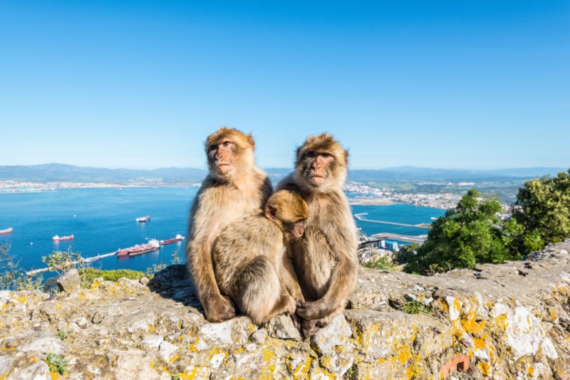 three barbary macaque monkeys huddled together on a stone wall with the blue sea behind and gibraltar visible behind that on a very sunny day with blue sky above
