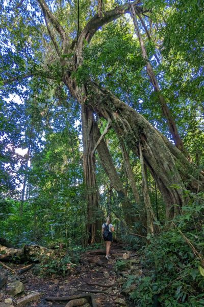 emily wearing dark denim shorts and a white t shirt with her blonde hair in a poneytail walking away from the camera towards a very tall sequoia tree in a forest. how to get to palenque.