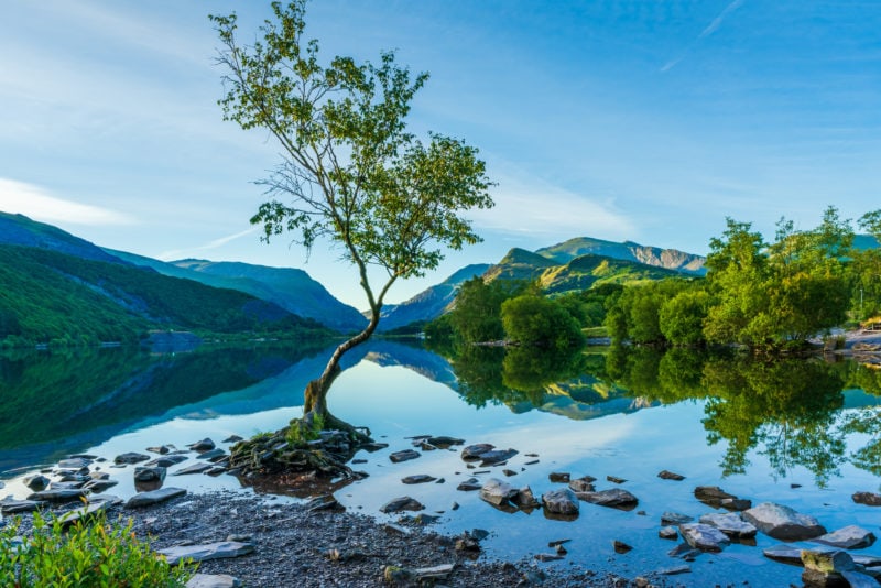 one small thin tree with green leaves on the very edge of a bright blue and very calm lake with mountains in the background on a very sunny day with bue sky above - things to do in llanberis wales