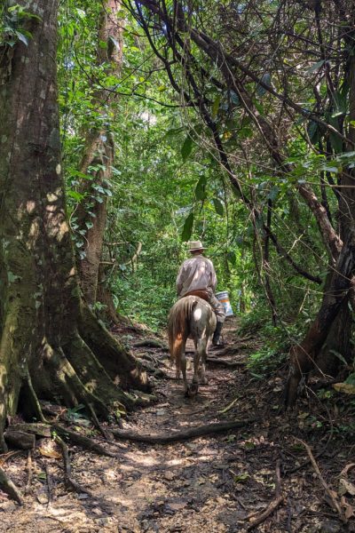 park ranger on a horse. a mexican man wearing beige shirt and cowboy hat riding a light brown horse away from the camera down a trail between tall jungle trees