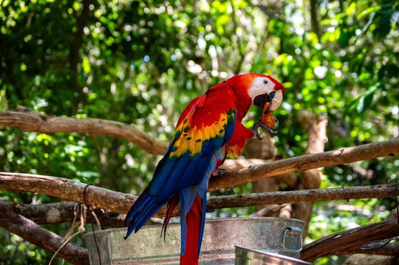 close up of a red macaw with yellow and blue wing eating a piece of fruit whilst standing on a fence with green leafy trees and bushes behind. things to to do in Palenque. 