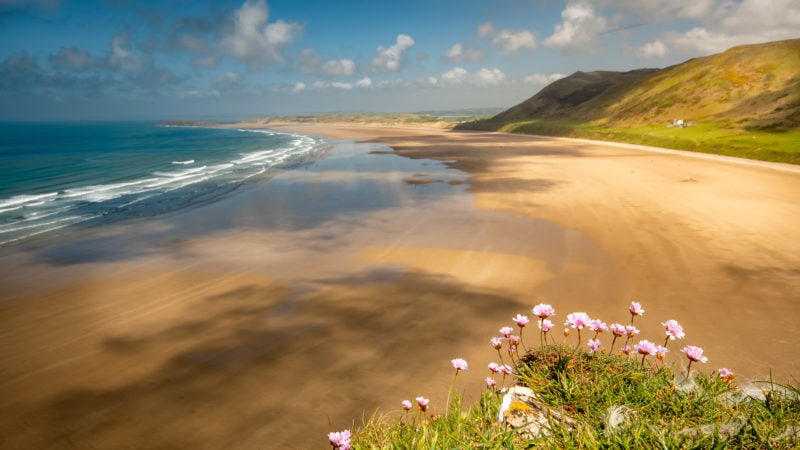 looking down past some small pink wildflowers in the foreground towards a large empty beach of flat golden sand on a sunny summers day in Rhossili Wales