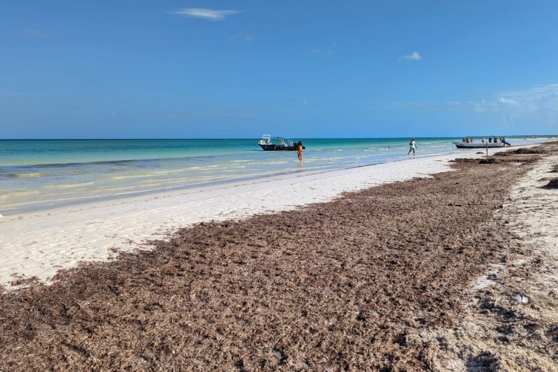 a wide shot of a beach with white sand and turquoise water on a very sunny day with clear blue sky. there is one small boat in the water and a thick patch of red-brown seaweed washed up on the beach