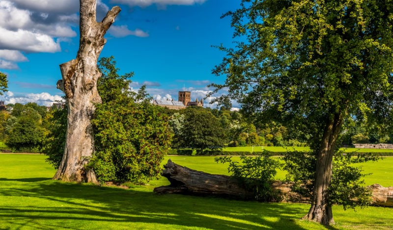 A view of the Cathedral from Verulamium Park in the summertime with two trees in the foreground and a grassy lawn leading down to woodland. The cathedral tower is visible behind the trees. there is blue sky overhead. 