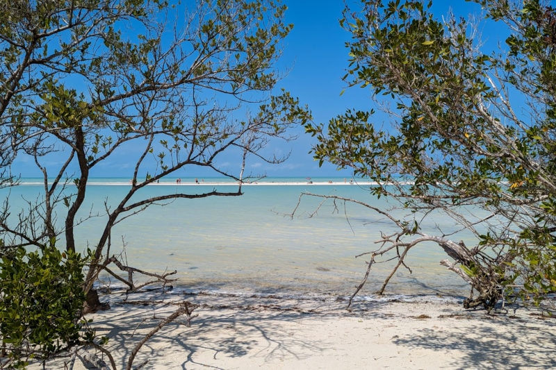 two small trees framing a very small empty patch of white sandy beach with turquoise water behind and a white sandbank on the far side of the lagoon in Yum Balam Nature Reserve in Holbox