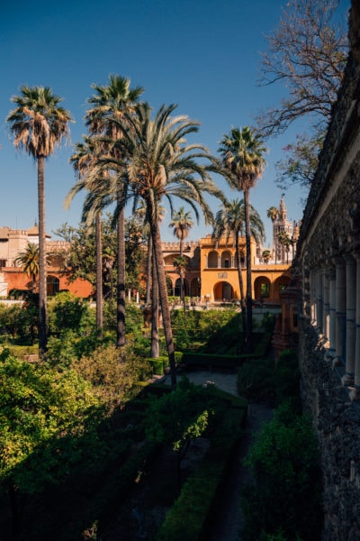 several tall palm trees in a garden with an orange building visible in the background on a sunny day with clear blue sky above at the Alcazar in Seville, one of the best day trips from Malaga