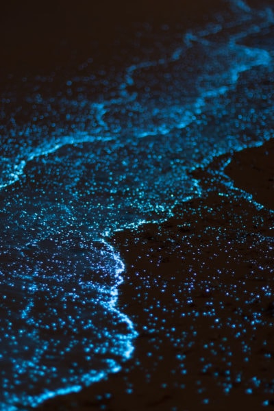 close up of bioluminescent plankton in the shallows of the sea at night with lots of tiny blue dots in the black water