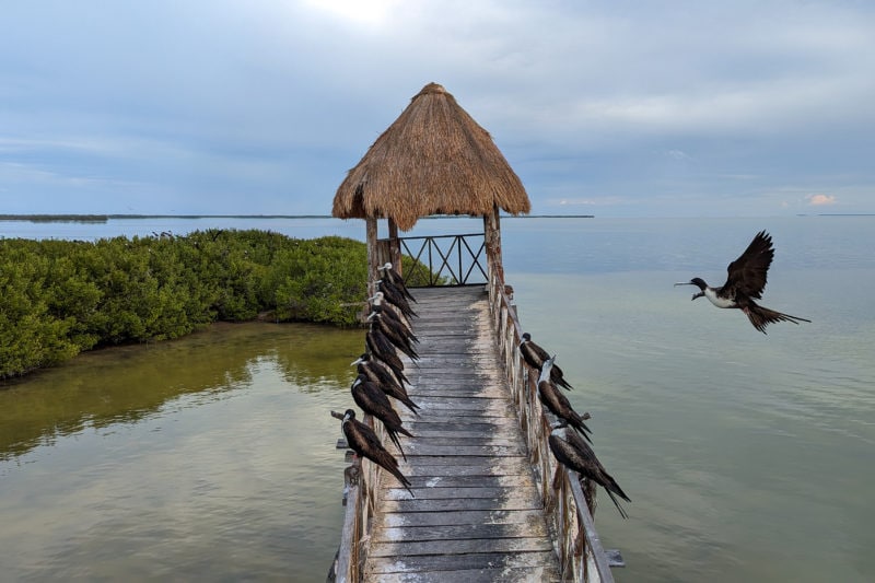 wooden bridge leading to a grass roof palapa over the sea next to a tropical island with lush green vegetation on a grey day. on the railings either side of the bridge there are several black and white frigate birds in a line all facing the left of the photo with one bird flying in from the right to land