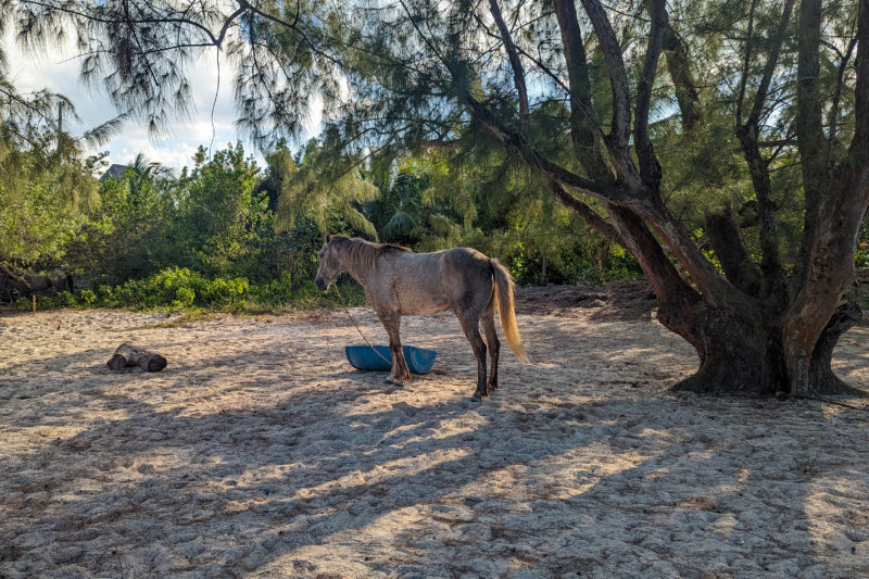 white and grey horse on a sandy beach next to a tree with green bushes behind