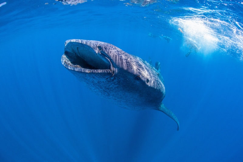 large whale shark under water with its mouth open surrounded by blue sea