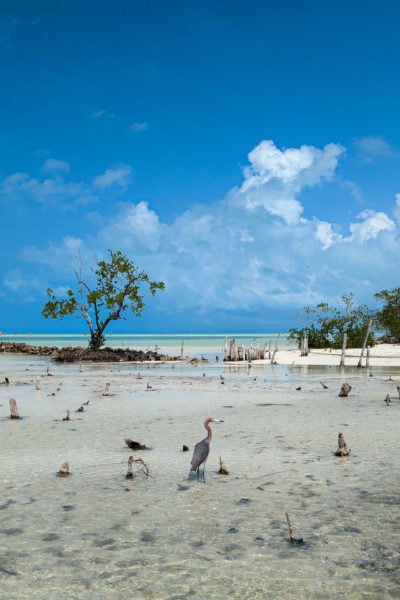 grey heron standing in shallow water of a river with a single tree behind and the sea behind that on a sunny day with blue sky above in isla holbox mexico