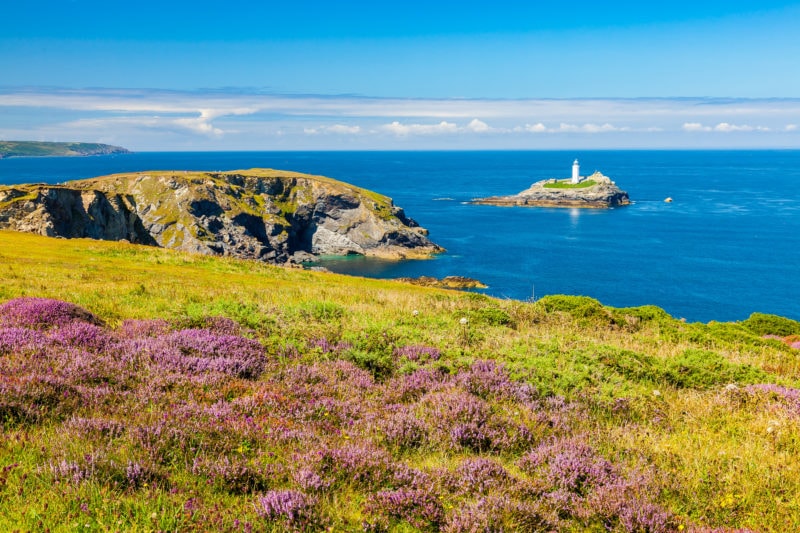 Godrevy Island from The Knavocks headland with green grass and purple heather in the foreground and the bright blue sea behind the rocky hewadland. The small white lighthouse is on a small patch of rocks in the sea just off the end of the headland. it is a very sunny day with blue sky overhead.