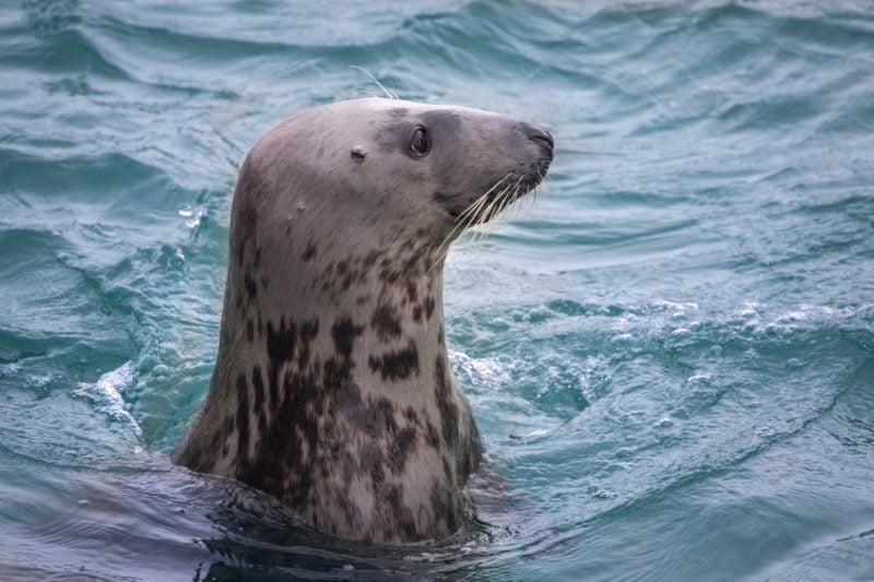 head of a grey seal with darker grey patces on its neck looking out of the water in dark green sea