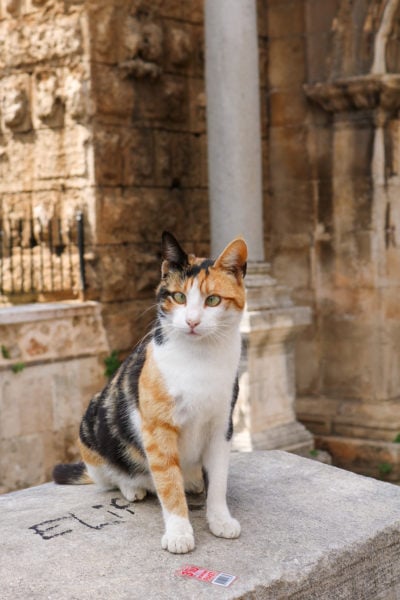 orange and black cat with a white face and belly and cross eyes on top of a grey stone with a beige stone archway out of focus behind in antalya old town