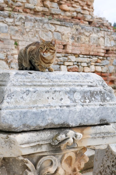 light brown and grey tabby cat sitting on top of an ancient grey stone pillar with an old exposed brick wall behind