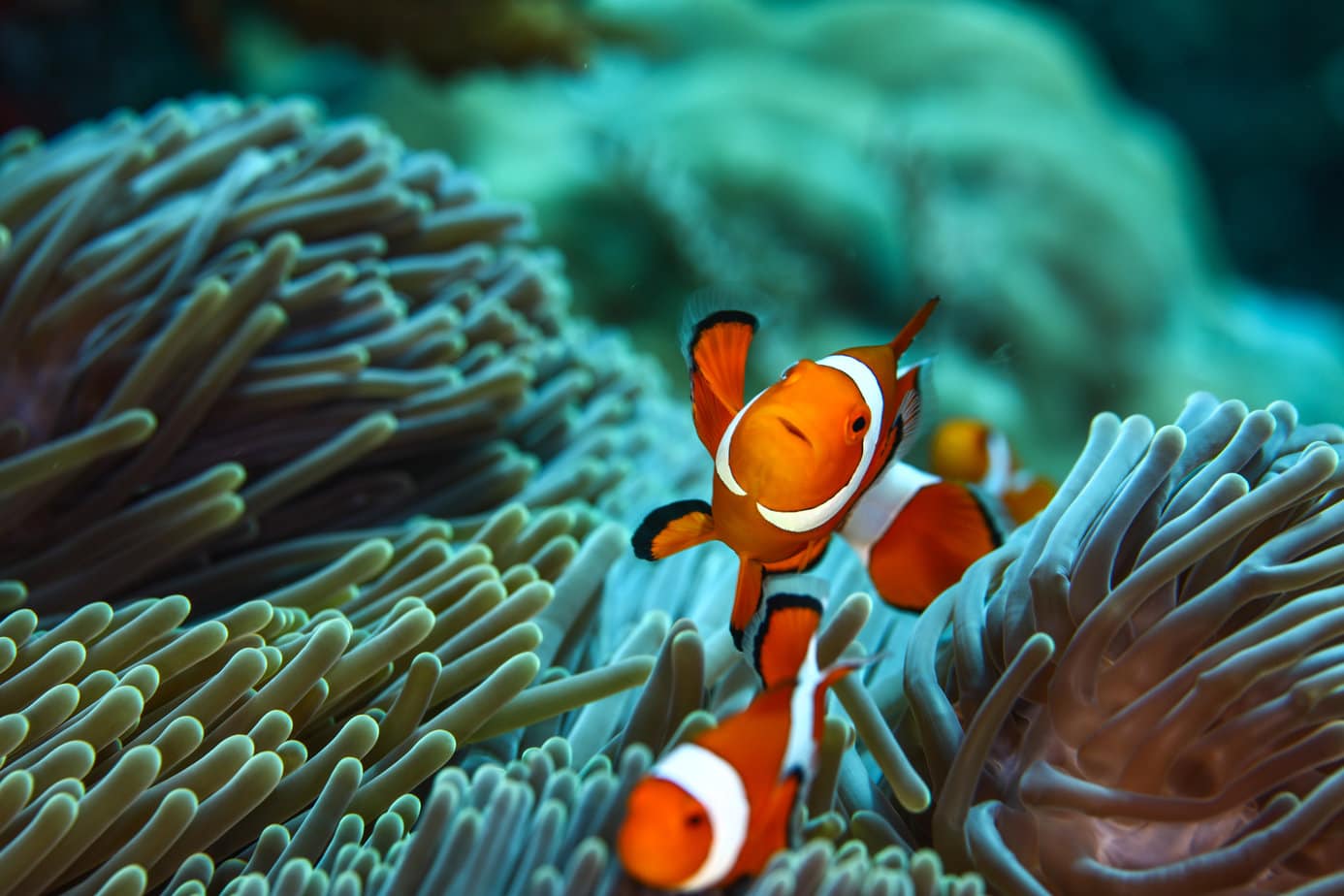 close up underwater of an anemone with two bright orange clownfish swimming above it - best places to snorkel in indonesia