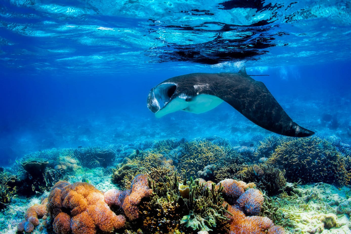 Manta ray filter feeding above a coral reef in the blue Komodo waters in Indonesia