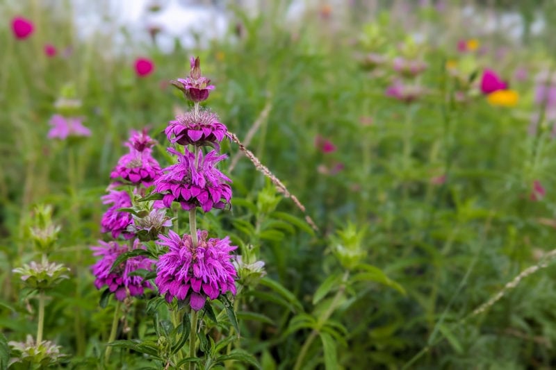 close up of a pointed purple wildflower in the long grass at Phil Hardberger Park in San Antonio