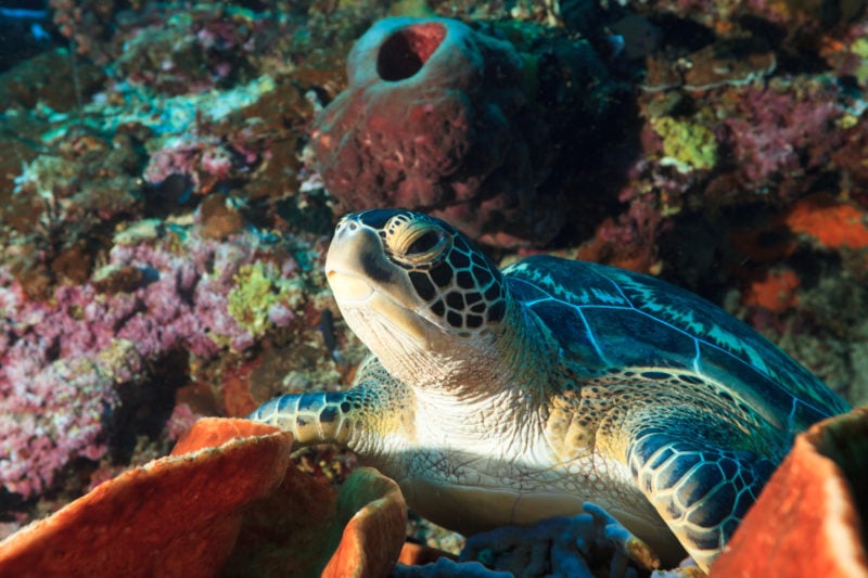 Close up of a Hawksbill sea turtle (Eretmochelys imbricata) underwater on the coral reef in Bunaken Marine Park
