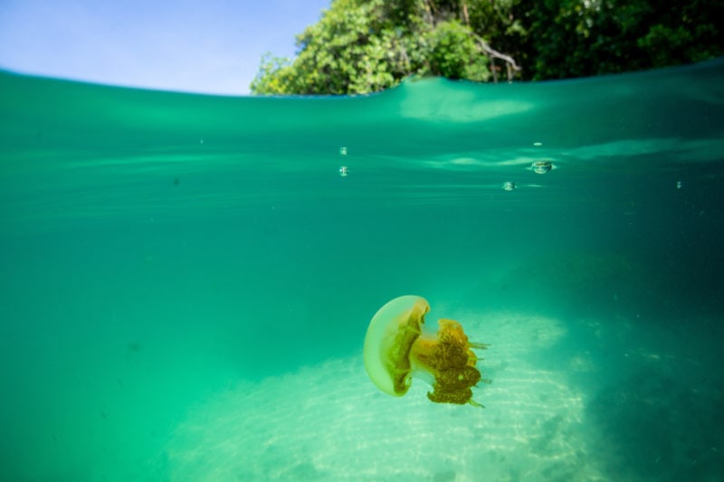 snorkelling underwater in a light green lagoon with trees and blue sky overhead and a small jellyfish swimming close to the camera