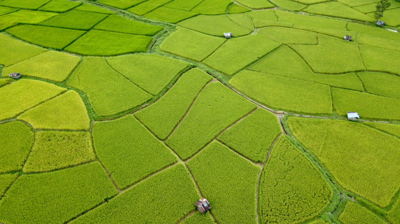 Aerial view of several green and yellow rice fields all different shapes with a couple of small huts dotted between them. Best things to do in Nan Province Thialand. 