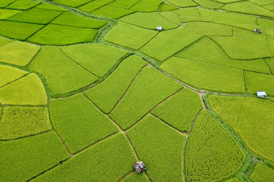 Aerial view of several green and yellow rice fields all different shapes with a couple of small huts dotted between them. Best things to do in Nan Province Thialand.