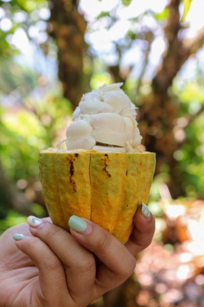 hand with turquoise nails holding a large yellow cacao pod cut in hald to reveal the white fruit inside with troical trees out of focus int he background