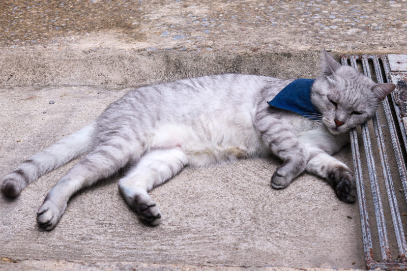 grey tabby cat lying on a concrete floor wearing a small indigo blue bandana around its neck