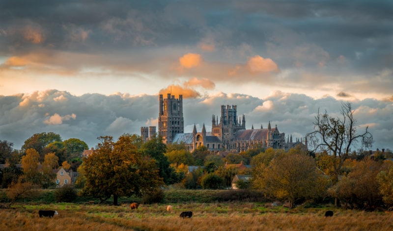 countryside scene at sunset with a few sheep grazing in a field in front of a small wood with the skyline of a city and the top of a cathedral visible behind under a cloudy sky with golden sunset light. Wells, one of the most beautiful cities in England. 