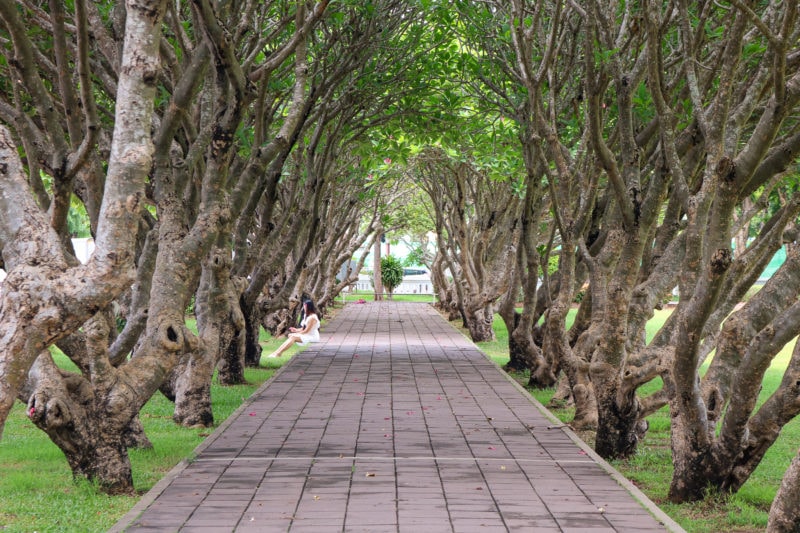 paved walkway with pink-grey stone tiles running between a tunnel of twisted frangipani trees with twisted branches curling over the path and a dense layer of green leaves overhead