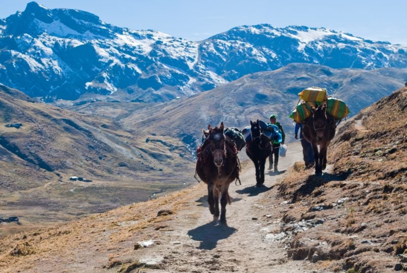 man with three small horses each carrying packs walking along a narrow stone path in the andes mountains with snowcapped mountains in the background and clear blue sky above. how to avoid altitude sickness in peru.
