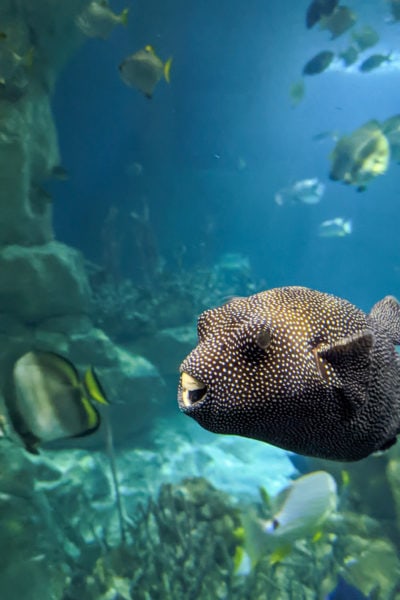 aquarium tank filled with fish with a small black puffer fish with white spots swimming close to the camera