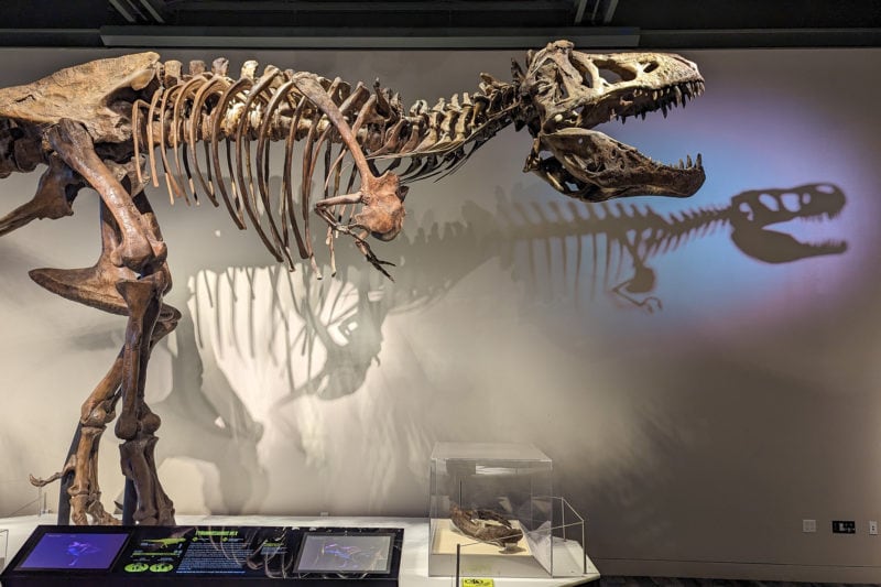 large t rex skeleton in a museum against a white wall with its shadow projected onto the wall behind