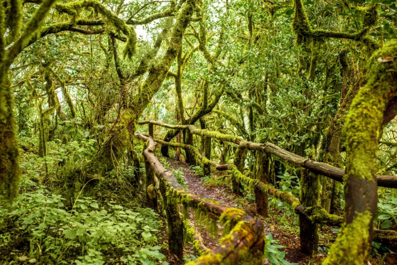 Evergreen forest in Garajonay national park with tourist footpath on La Gomera island in Spain