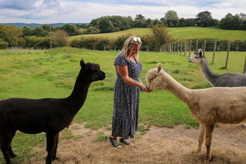 emily wearing a long blue dress feeding a white alpaca from her hand in a grassy field with two more alpacas on either side