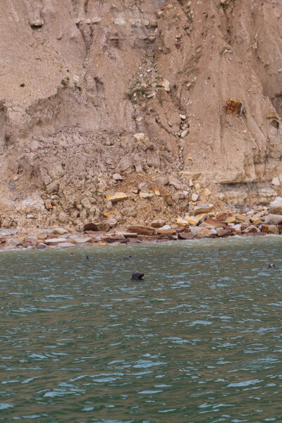 grey seal heads emerging from the sea next to orangey-brown cliffs