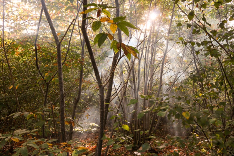 sunlight flaring through the leaves of a dense woodland in late afternoon in summer