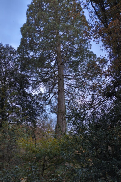 very tall monkey puzzle tree against a blue sky at Glanrhyd Plantation