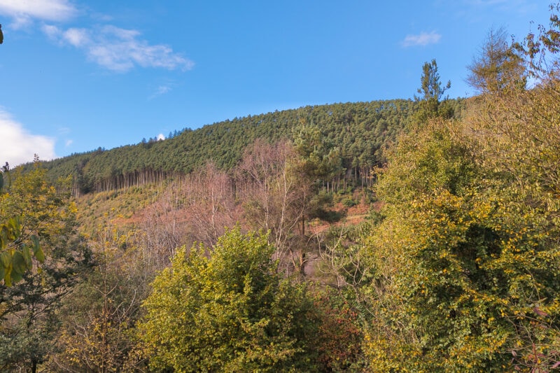 hillside covered with pine forest on a sunny day with blue sky