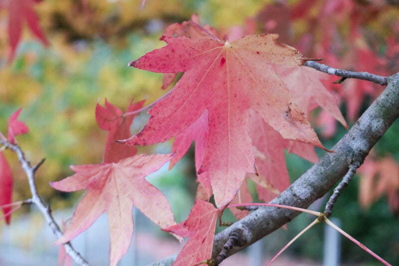 close up of red autumn maple leaves