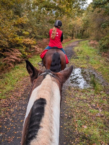 Taken whilst riding a horse of the back of a white and brown horse's head on a woodland track with another horse in front with a rider in a red jacket and black helmet with a long ponytail