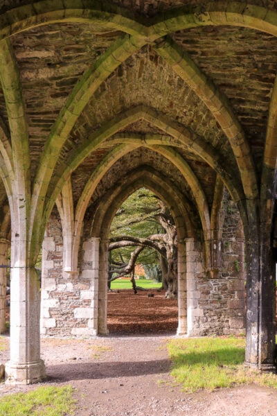 interior of a ruined abbey with arched stone cloisters overhead and an open doorway looking outside at a large old tree