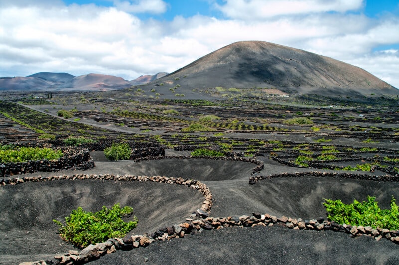 Vineyards in La Geria, Lanzarote with many circular depressions dug into the grey stony ground with a plant inside each one